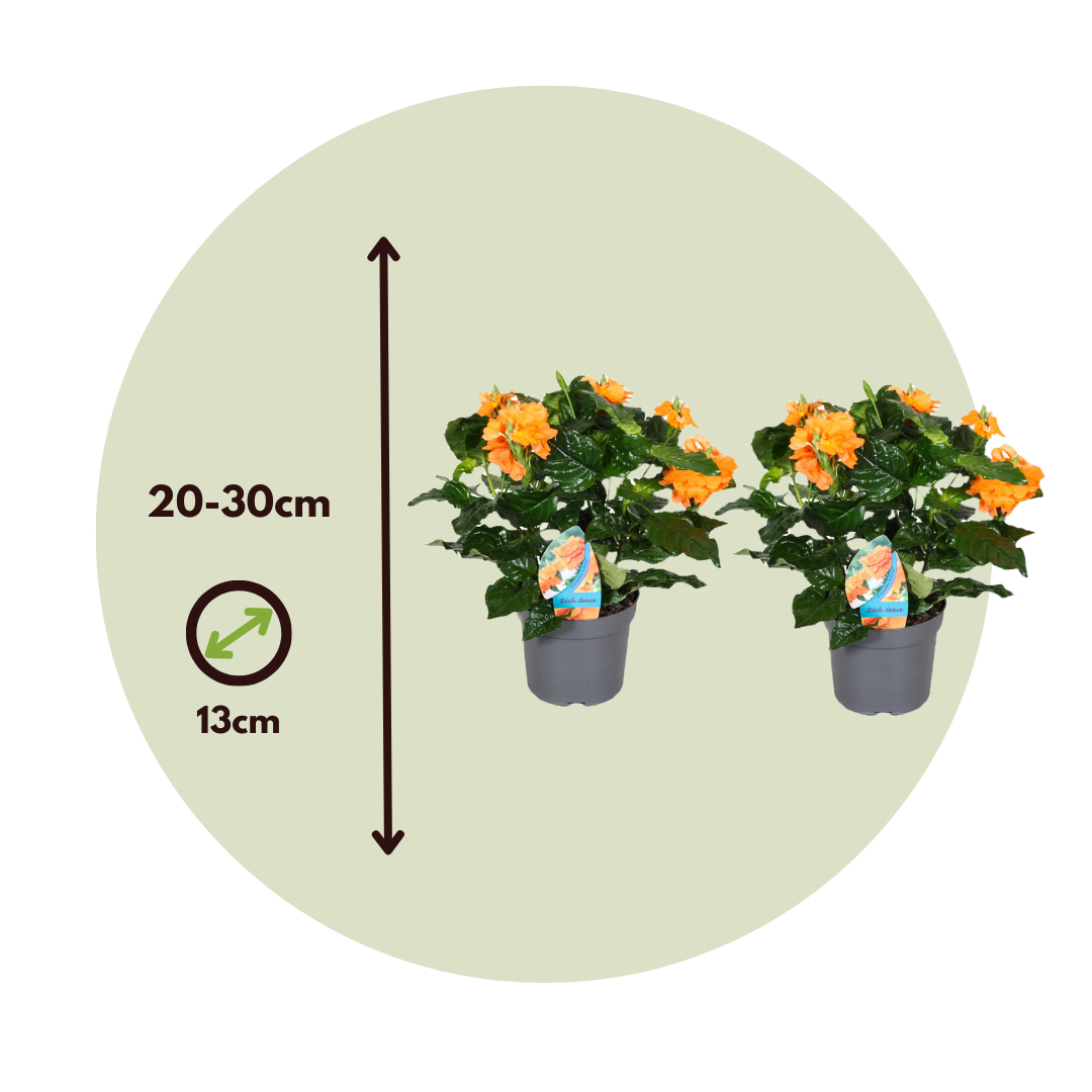 Flor De Fuego - 2 Pzs - Crossandra 'fortuna' - Altura 20-30cm - ⌀13cm_2