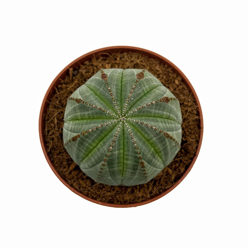 Euphorbia Obesa Cactus Y Suculentas M8,5 Ø
