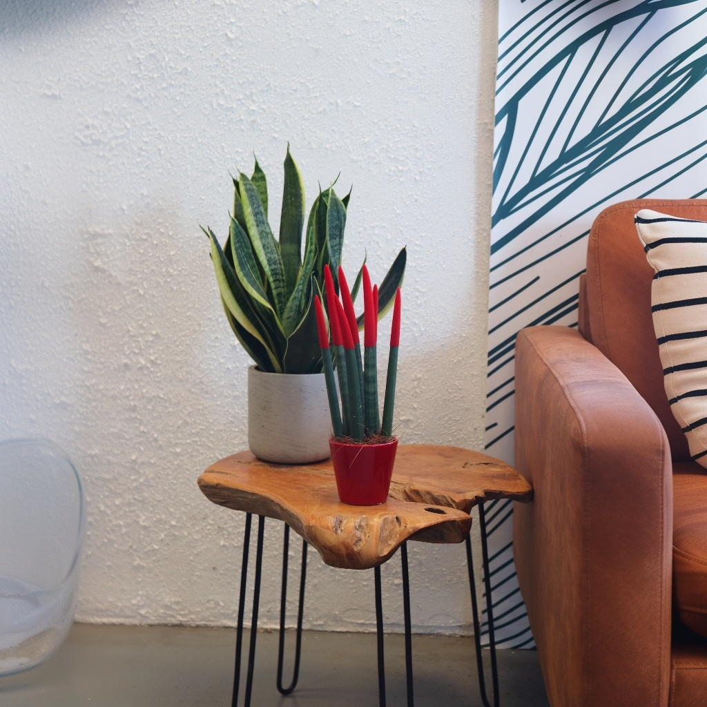 Lengua De Suegra Cilíndrica - Sansevieria Cylindrica - Altura 20-40cm - ⌀9cm