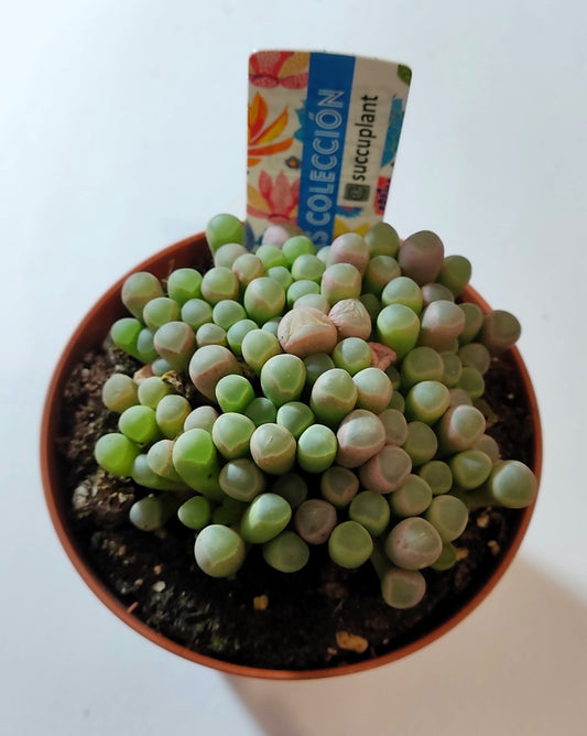 Fenestraria rhopalophylla subsp. rhopalophylla [mediana] (planta ventana [mediana]); Curiosarium; Maceta 8,5 cm_0