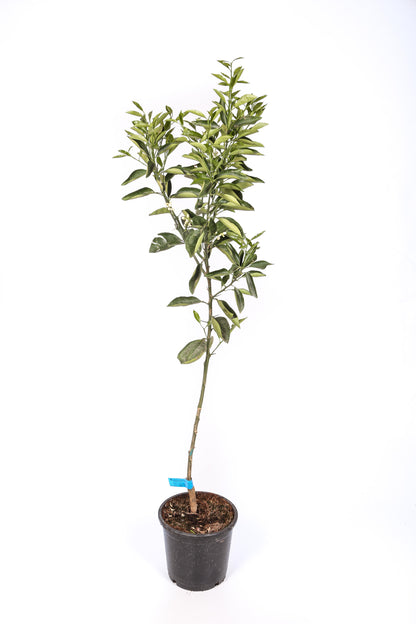 Naranjo - Maceta 22cm. - Altura Aprox. 100/120cm._1