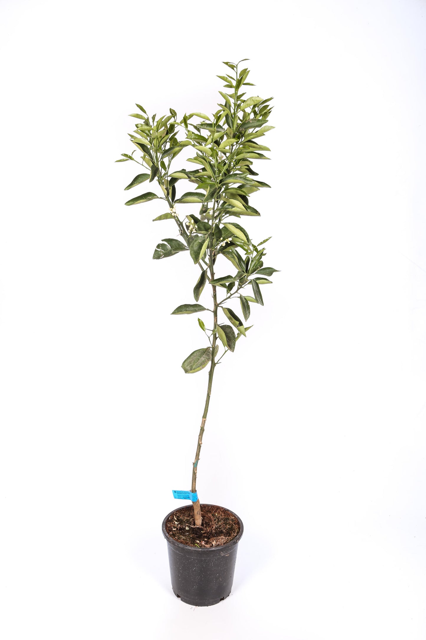 Limonero 4 Estaciones - Maceta 22cm. - Altura Aprox. 100/120cm._1