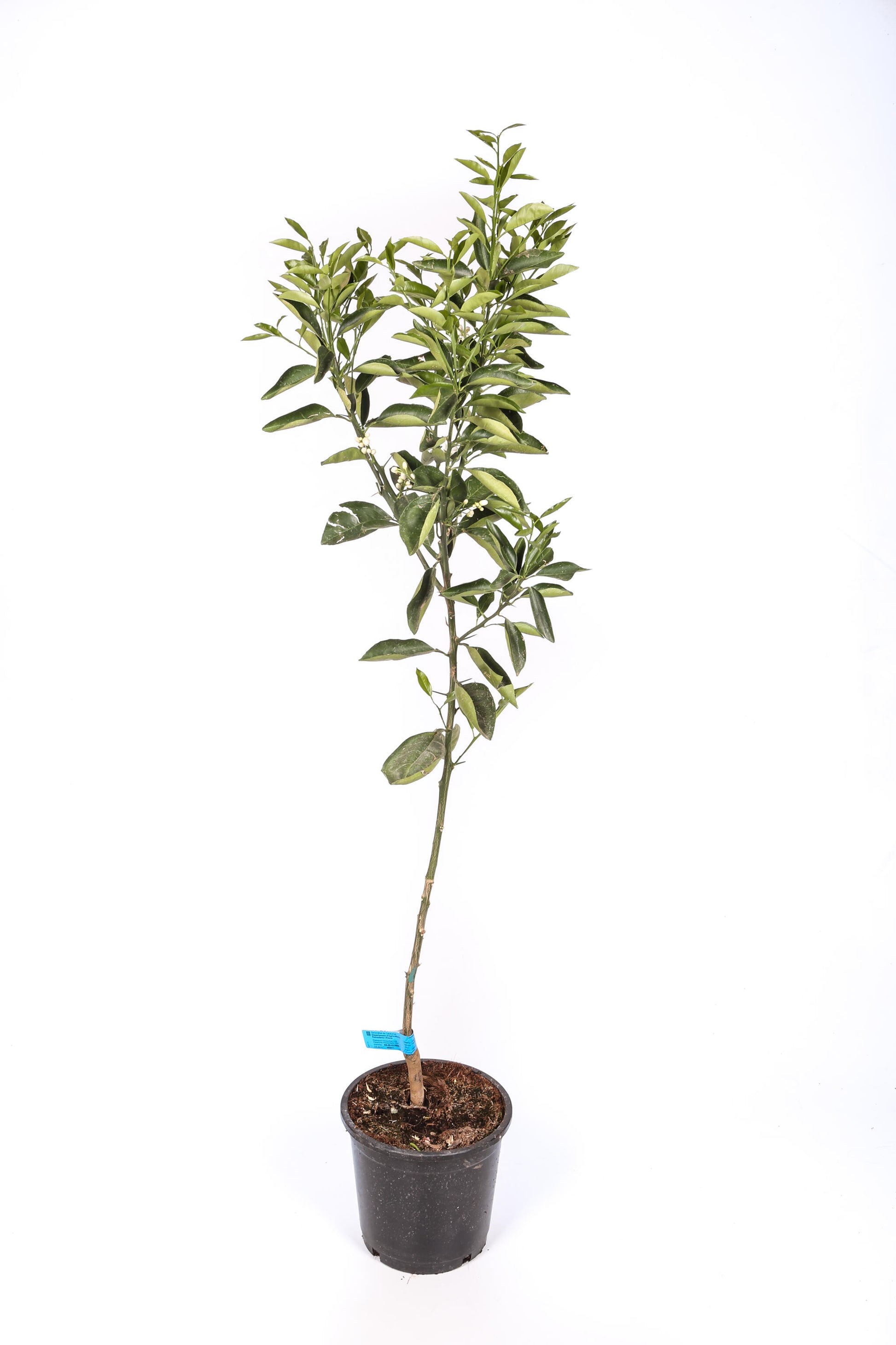 Limonero 4 Estaciones - Maceta 22cm. - Altura Aprox. 100/120cm._1