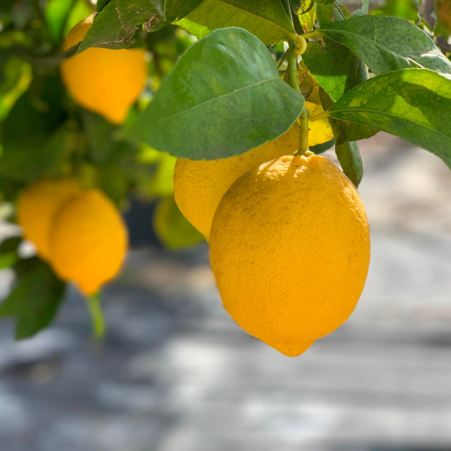 Limonero 4 Estaciones - Maceta 22cm. - Altura Aprox. 100/120cm._0