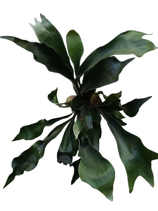 Platycerium Bifurcatum Helecho Raro, Plantas_0