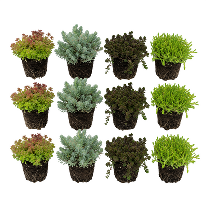 Sedum Siempreviva 12 Plantas - Mix Plantas Roca Borde Estanque - Resistente_0