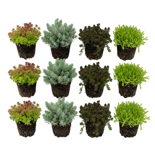 Sedum Siempreviva 12 Plantas - Mix Plantas Roca Borde Estanque - Resistente_0