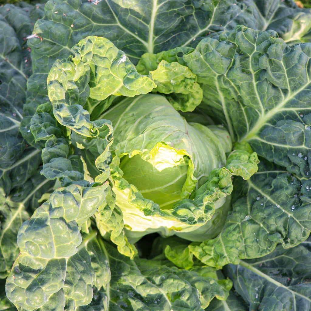 Plantón Col de Pasqua 10 Unidades - PlantaBo_1