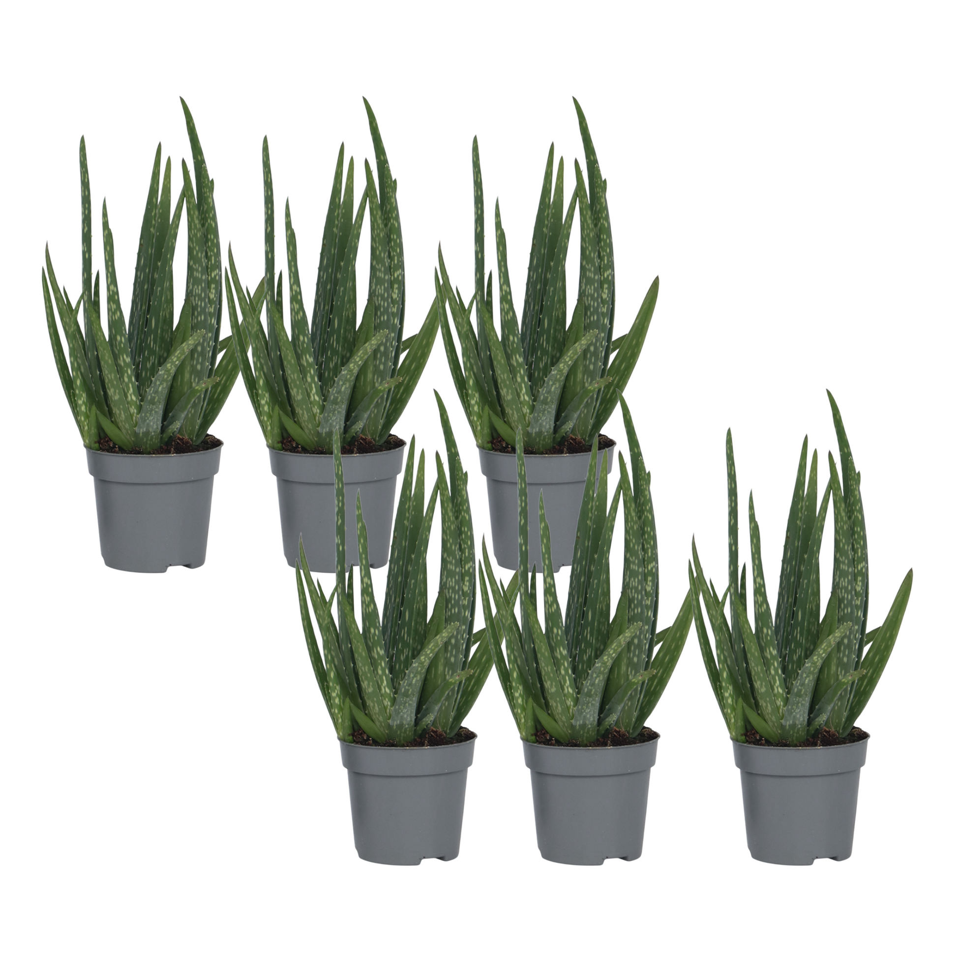 Aloe Vera - 6 Pzs - Aloe Barbadensis - Altura 25-40cm - ⌀105cm