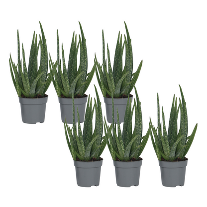 Aloe Vera - 6 Pzs - Aloe Barbadensis - Altura 25-40cm - ⌀105cm