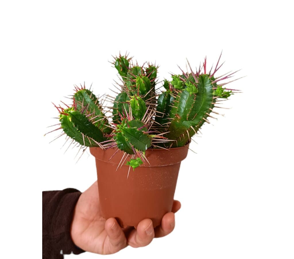 Euphorbia Ferox M13_0