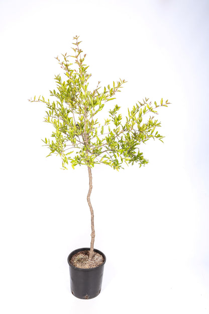 Frutal Granado Mollar - Planta Natural - Maceta 20cm. - Altura Aprox. 90/125_1