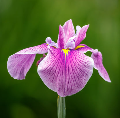 Lirio Rosa - Iris Laevigata - 12 Plantas_2