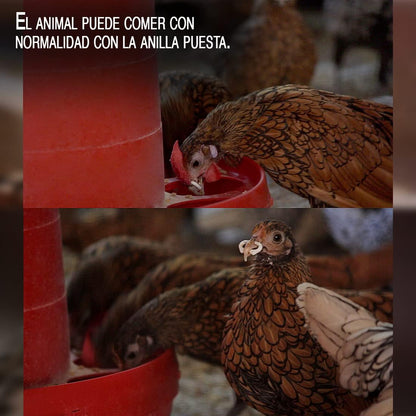 Anillas Antipicaje Para Perdices O Gallinas Y Faisanes Jóvenes (bolsa De 100 Unidades) - Tamaño Pequeño (1,5 Cm)_2
