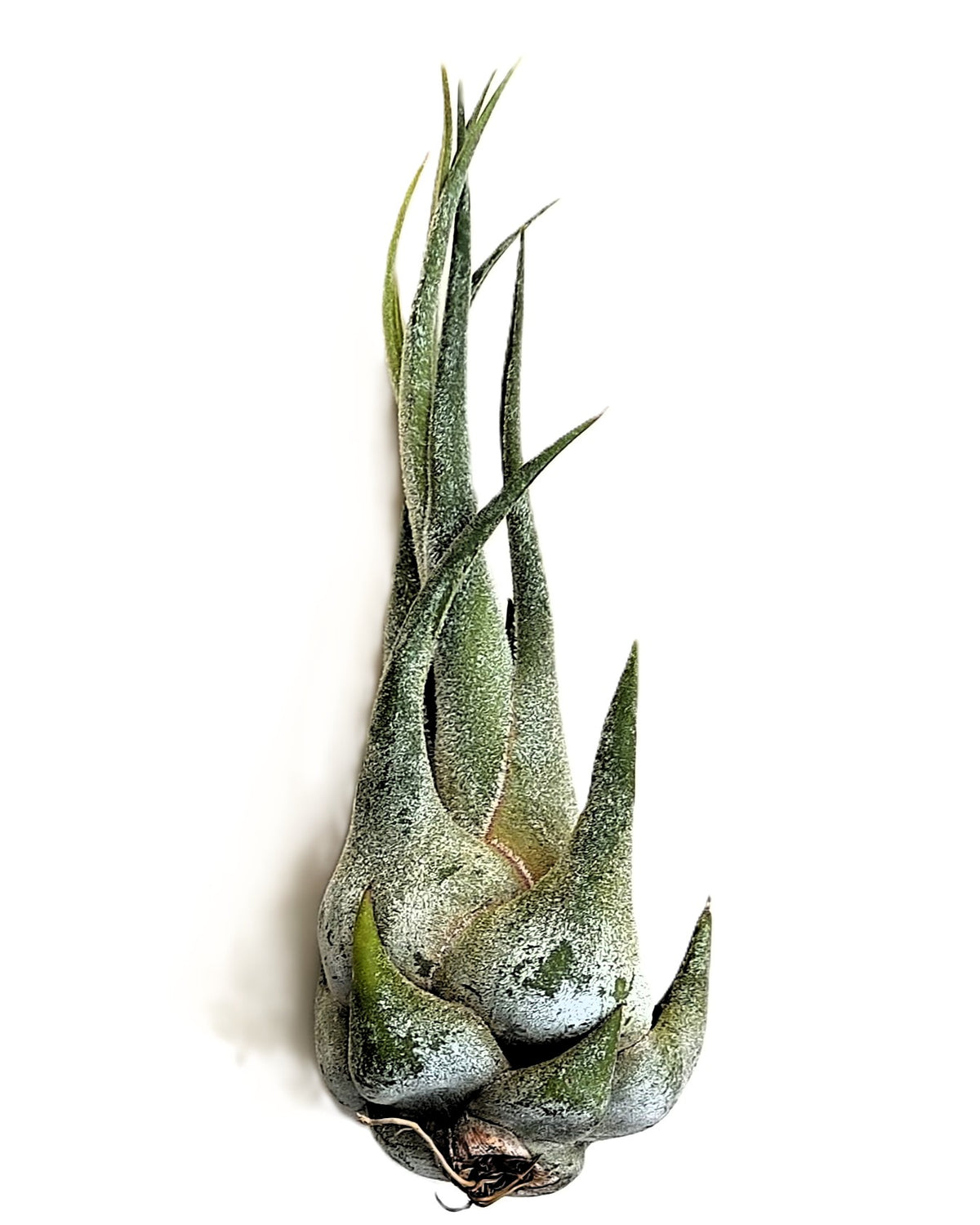 Tillandsia Seleriana (m); Planta Del Aire Compacta Verde Plateada; Curiosarium; Altura 15-20 Cm, Diámetro 5-7 Cm_1