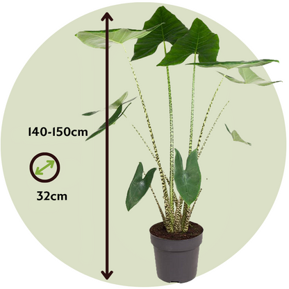 Planta Cebra - Alocasia 'zebrina' - Altura 140-150cm - ⌀32cm