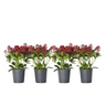 Esquimia - 4 Pzs - Skimmia Japonica 'rubella' - Altura 35-45cm - ⌀15cm