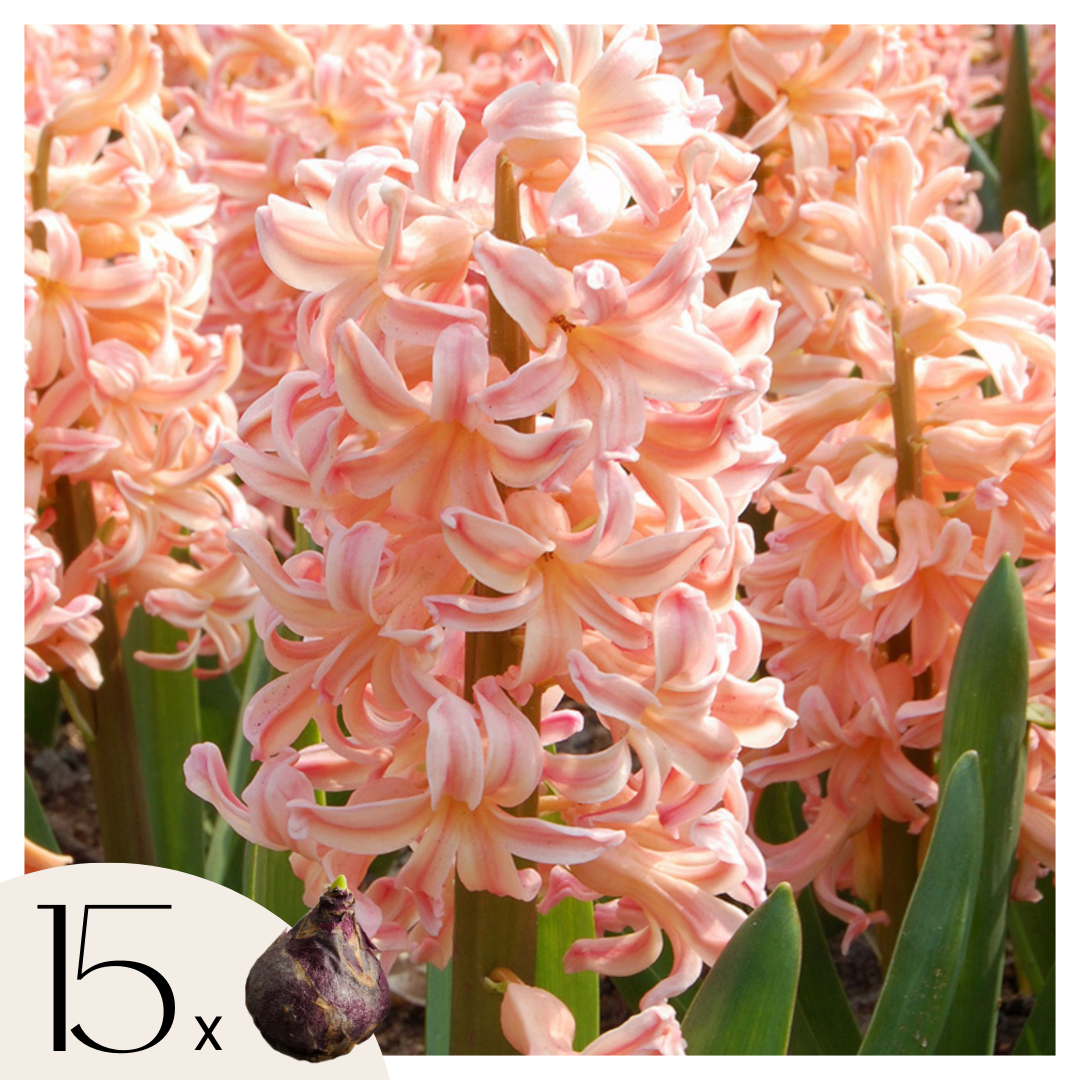 Jacinto - 15 Pzs - Hyacinthus 'gipsy Queen' - Bulbos De Flores - Naranja_0