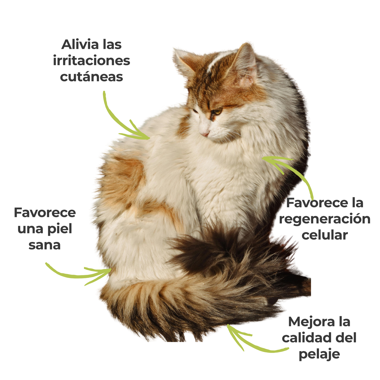 Suplemento natural para el cuidado de la piel de perros y gatos – ECO 100 g_3