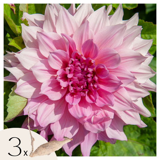 Tubérculos De Dalia - 3 Pzs - Dahlia 'café Au Lait Royal'_0