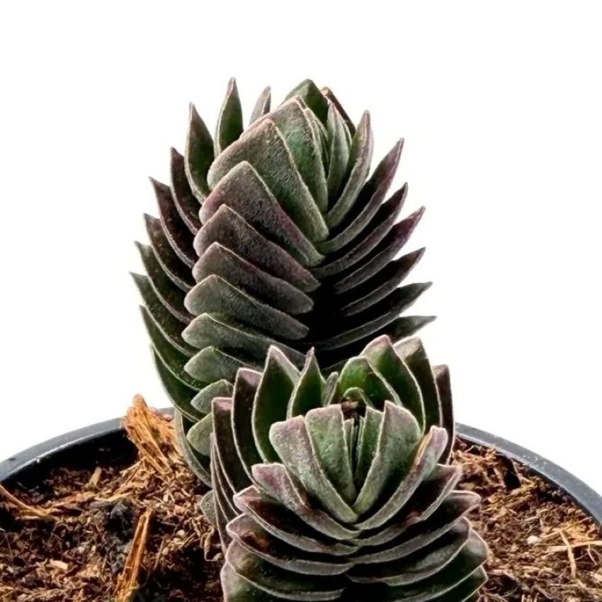 Crassula ‘buddha’s Temple’ (crásula Templo De Buda); Planta Suculenta De Colección; Curiosarium; Diámetro Maceta 9 Cm_0