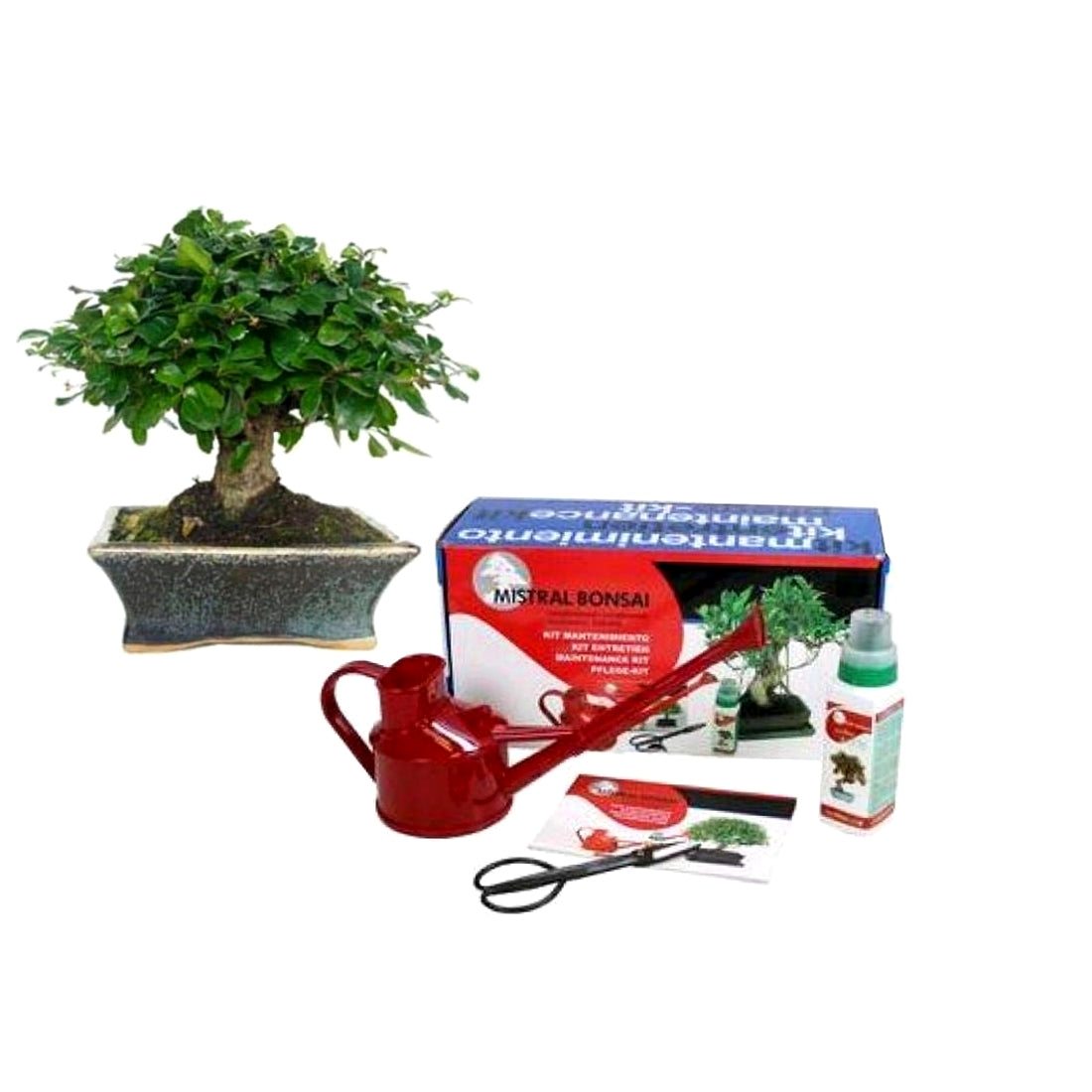 Pack Bonsái Carmona De 5 Años + Kit De Mantenimiento_0