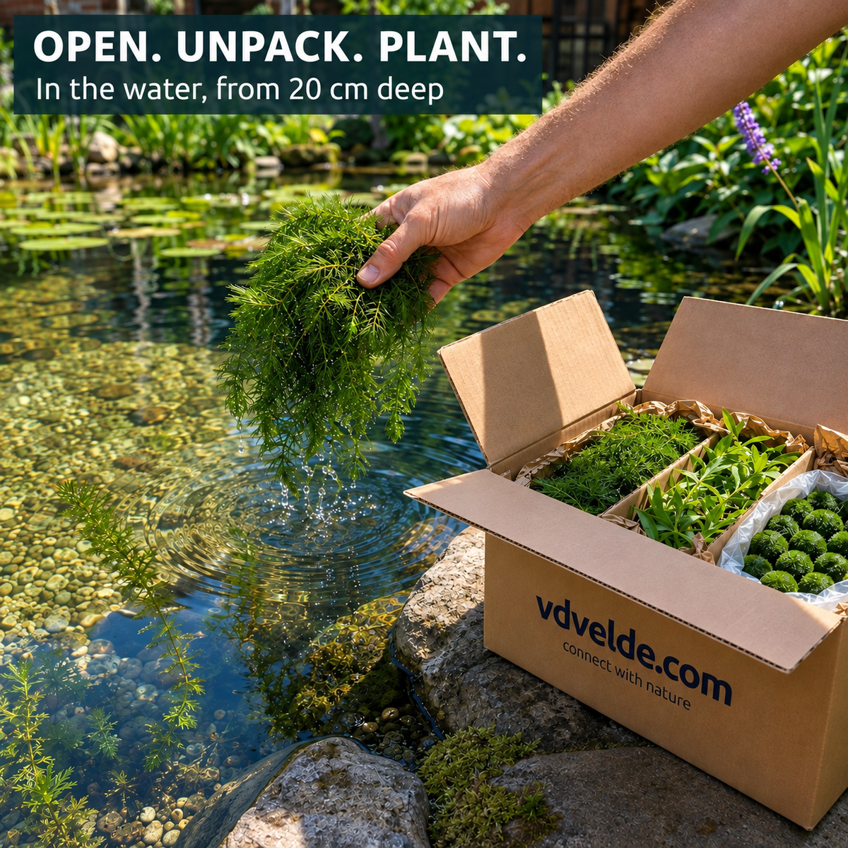 Set Plantas Oxigenadoras Estanque 100-1.000 L - Contra Algas Y Agua Verde_5