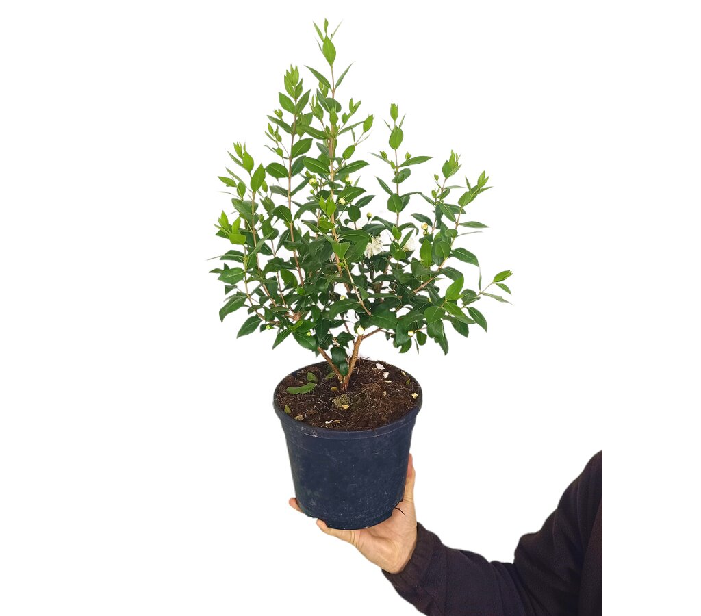 Myrtus Communis M19 50cm (mirto)_0
