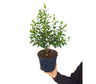 Myrtus Communis M19 50cm (mirto)