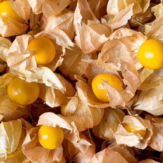 Semillas Physalis Ecológicas_0