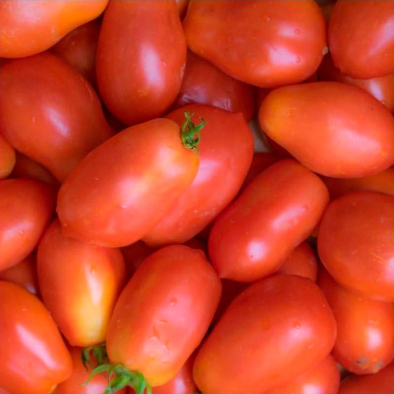 Semillas Tomate Roma Vf Ecológicas_0