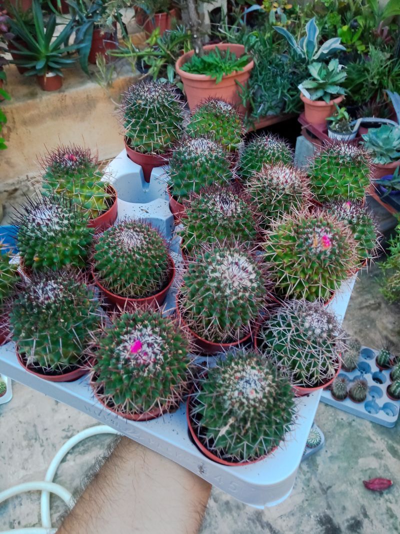 Cactus Variedades Flor Rosa Planta Suculenta Ø5 Cm_0