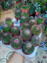 Cactus Variedades Flor Rosa Planta Suculenta Ø5 Cm