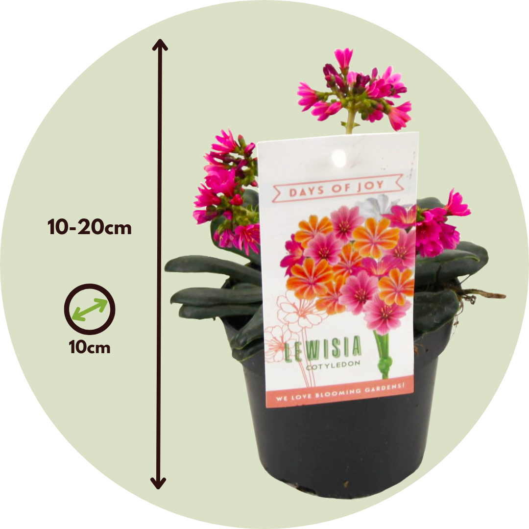 Siskiyou Lewisia - 3 Pzs - Lewisia Cotyledon - Altura 10-20cm - ⌀10cm_2