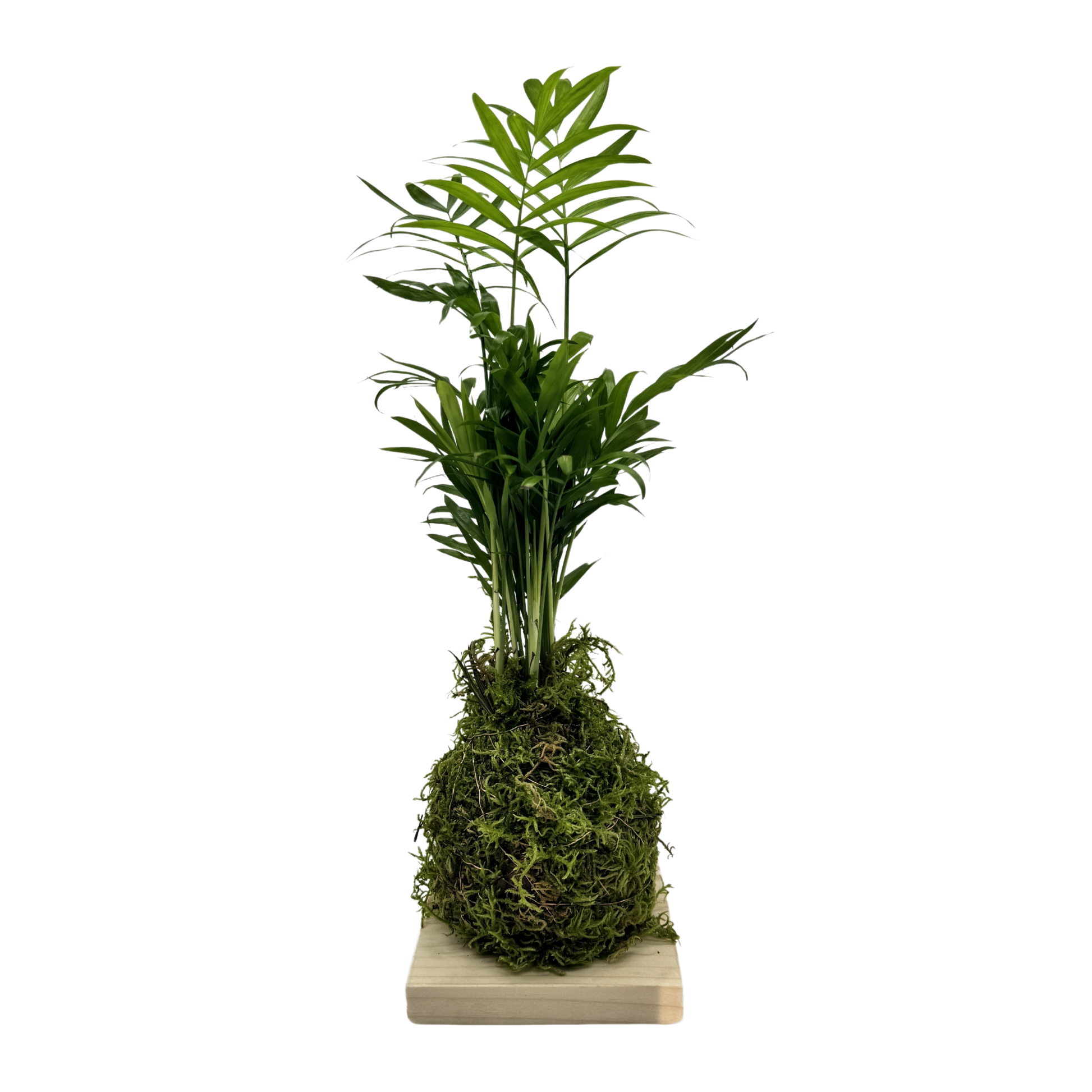 Planta Chamaedorea Kokedama Natural_1