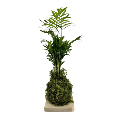 Planta Chamaedorea Kokedama Natural_1