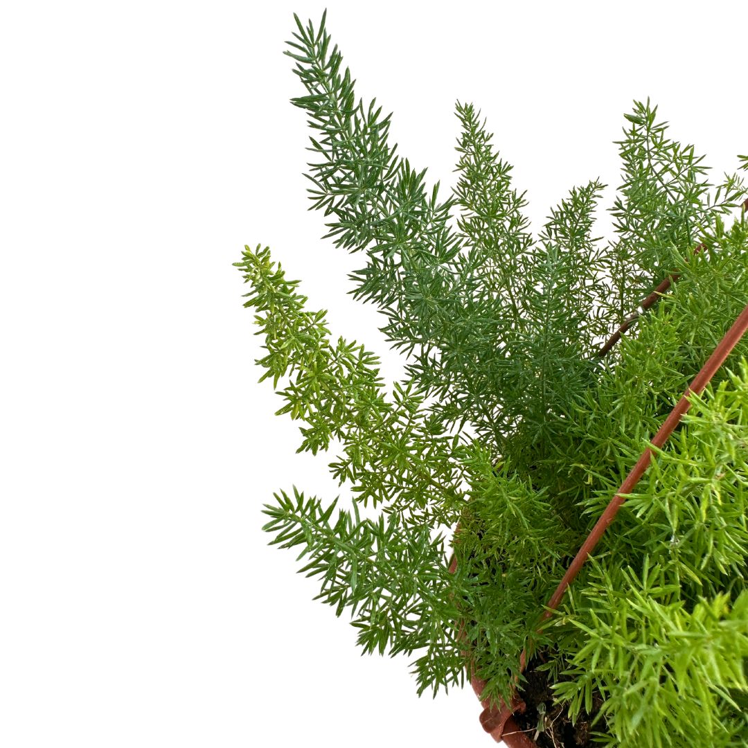 La Espectacular Esparraguera Cola De Zorro O Myersii