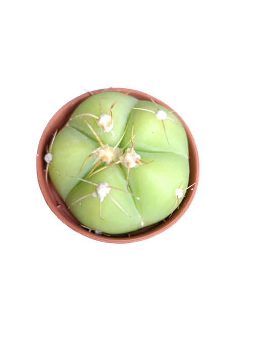 Gymnocalycium horstii planta cactus mini Ø5 cms