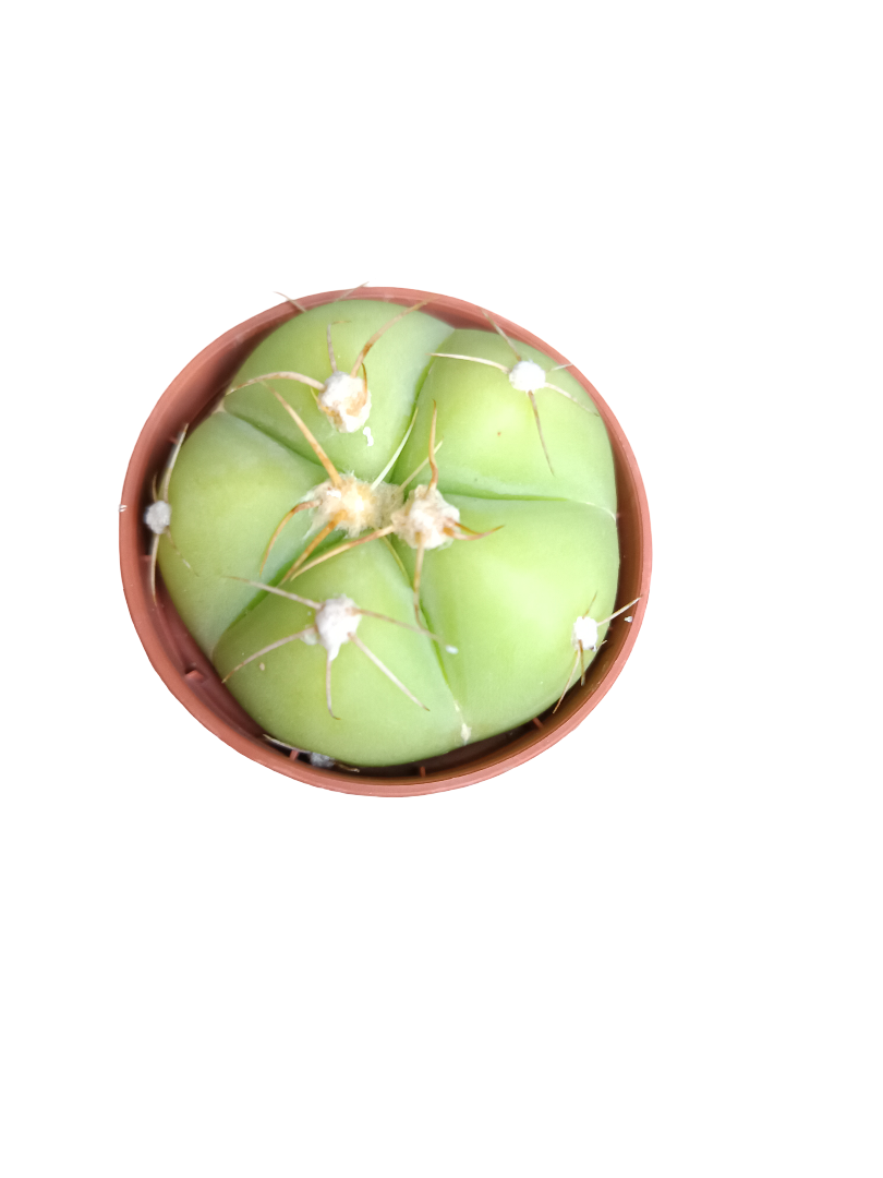 Cactus surtido aleatorio ☼ planta pequeña Ø5 VENTA POR UNIDAD