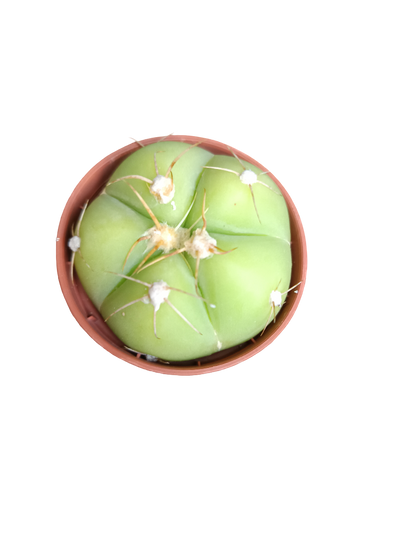 Cactus surtido aleatorio ☼ planta pequeña Ø5 VENTA POR UNIDAD