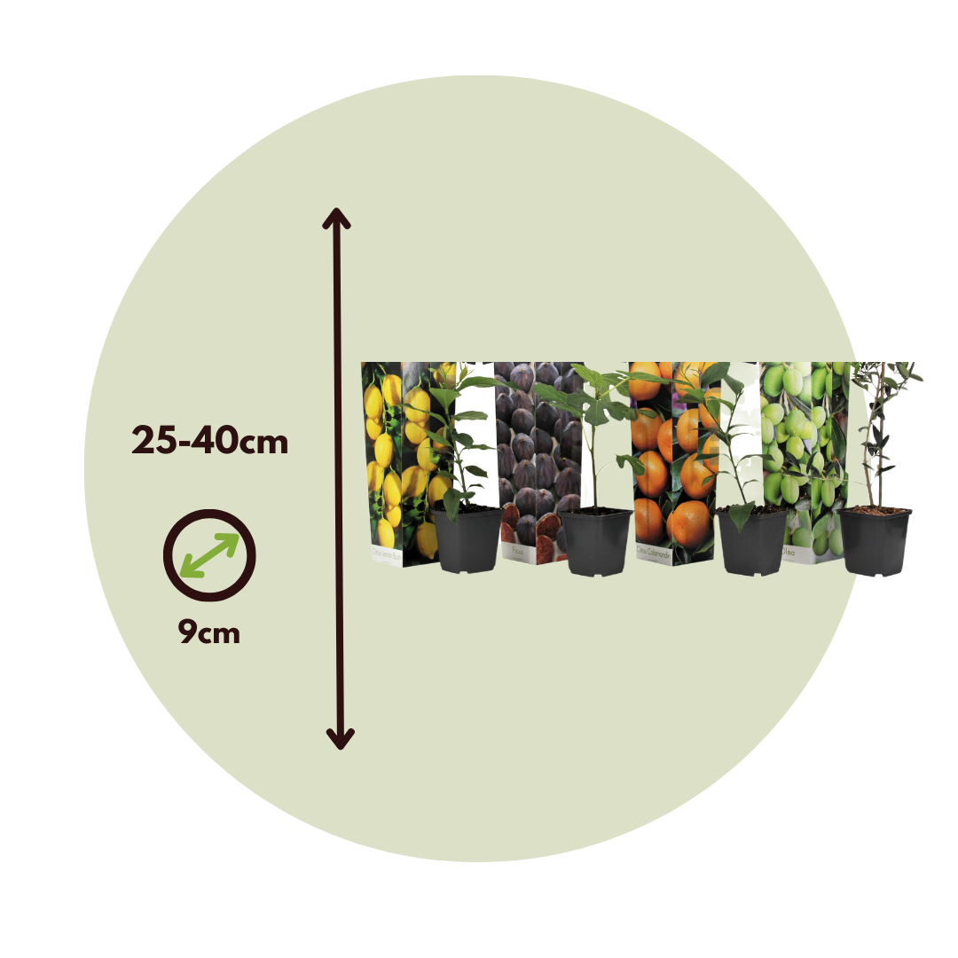 Mezcla De Árboles Frutales - 4 Pzs - Medi Mix - Pokon - Altura 25-40cm - ⌀9cm_2