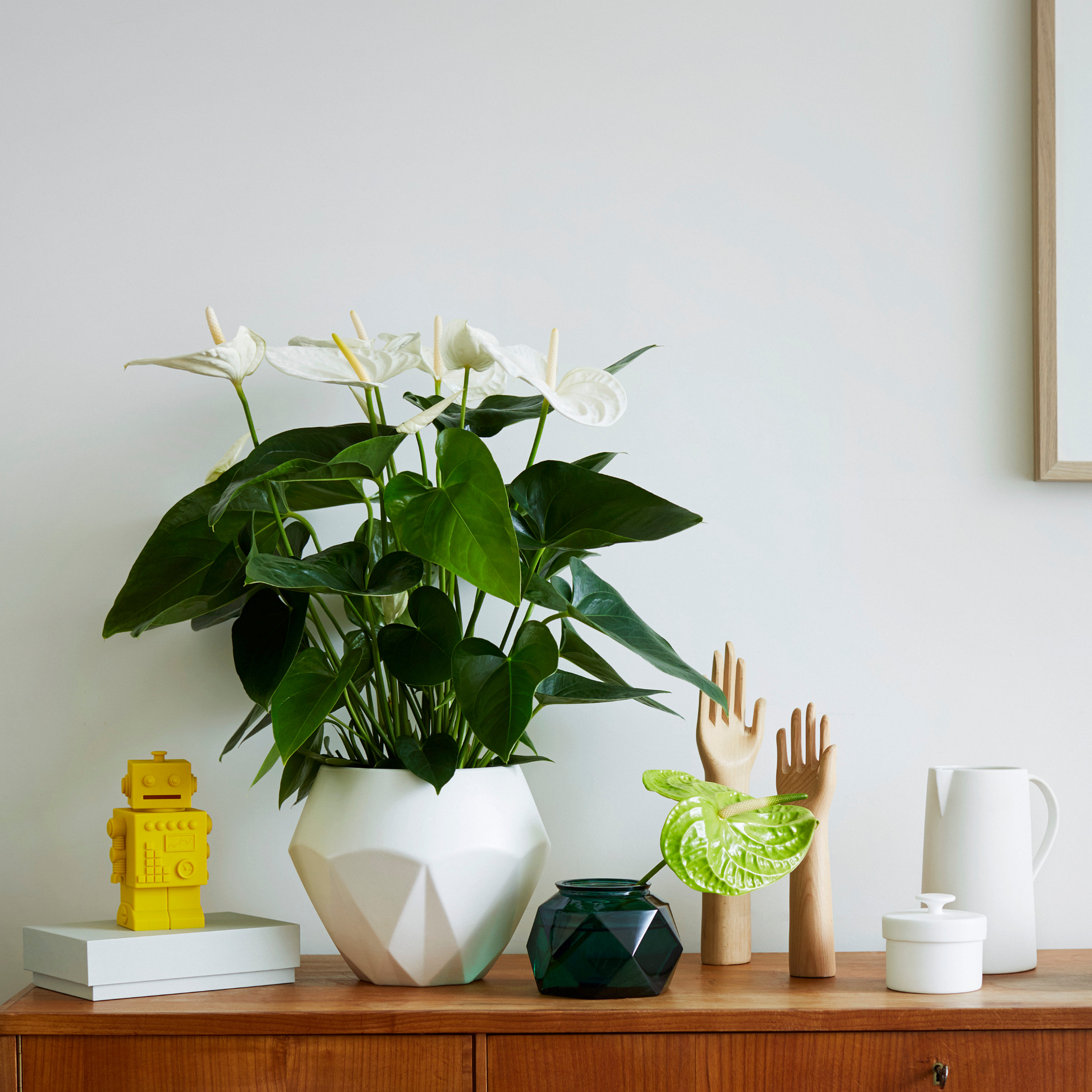 Anturio - Anthurium 'alaska White' - Altura 55-70cm - Ø17cm