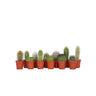 Cactaceae - 12 Pzs - Cactus - Altura 5-10cm - ⌀55cm