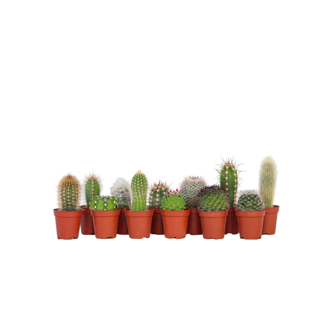 Cactaceae - 12 Pzs - Cactus - Altura 5-10cm - ⌀55cm_0