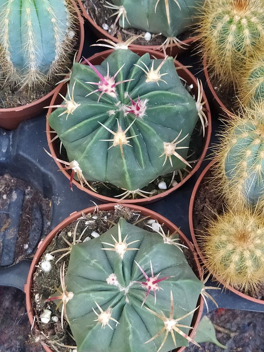 Planta Cactus Ferocactus Macrodiscus Ø8 Cm_0