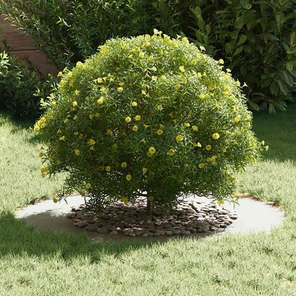 Adecuado Para Anillo De Árbol Plano Ø50/80 Cm Acero_2