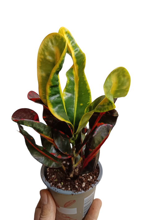 Croton Mammi Ø8 Planta Interior_0