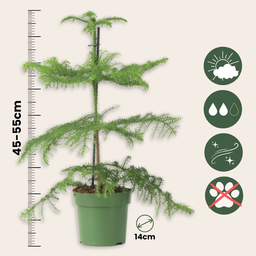 Arbolapp Canarias - Araucaria Heterophylla - Altura 45-55cm - ⌀14cm_2