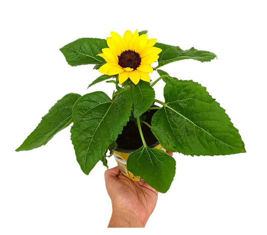 Girasol M13_0