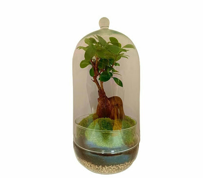 Nanogarden Terrario Ginseng Jungle 30x17 Cm